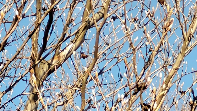 ナツツバキの冬芽と果実殻 横浜市旭区今川町今川公園