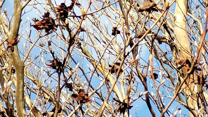 ナツツバキの冬芽と果実殻 横浜市旭区今川町今川公園