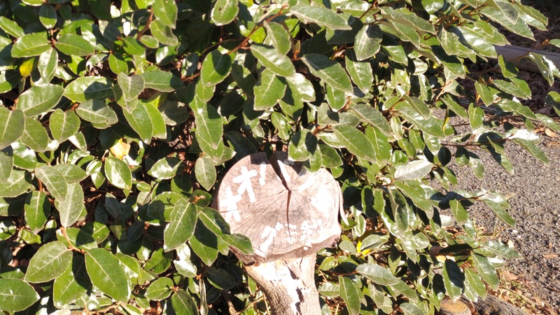 オオバグミの名札 横浜市旭区今川町今川公園