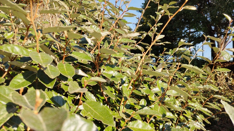 オオバグミの葉 横浜市旭区今川町今川公園