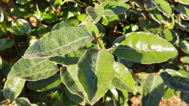 オオバグミの葉 横浜市旭区今川町今川公園
