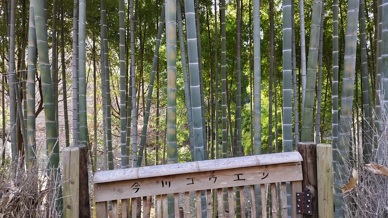 モウソウチク 横浜市旭区今川町今川公園