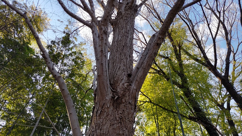 カツラ 横浜市旭区今川町今川公園