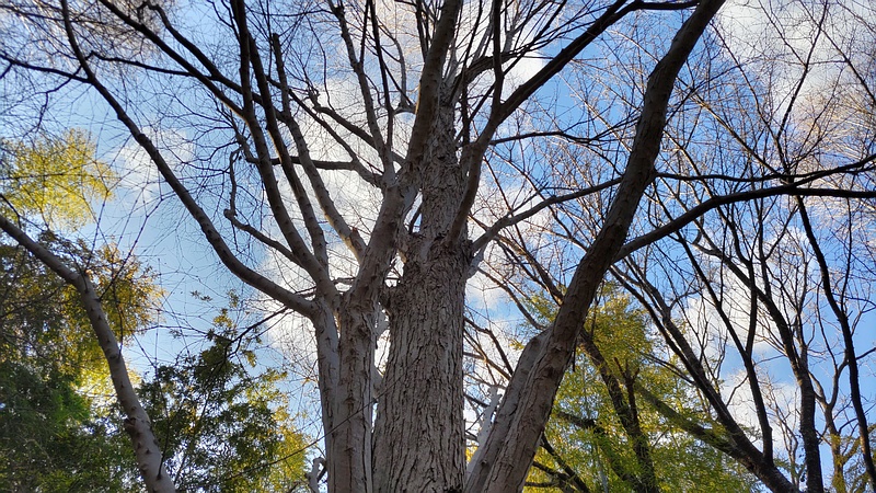 カツラ 横浜市旭区今川町今川公園