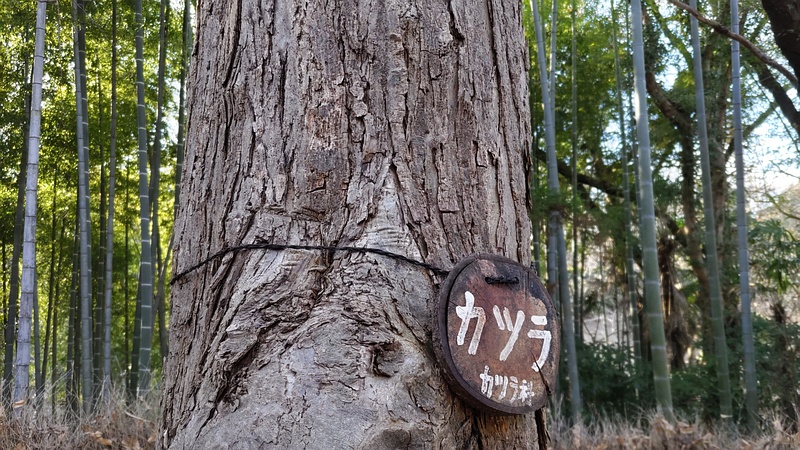 カツラの名札 横浜市旭区今川町今川公園