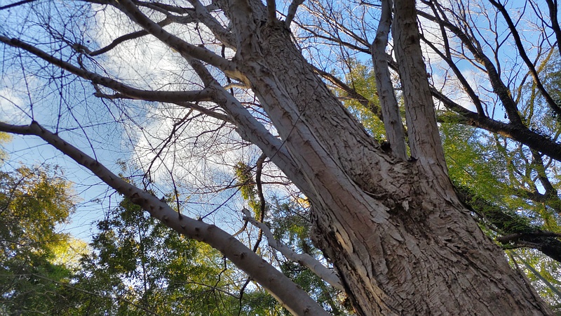 カツラ 横浜市旭区今川町今川公園