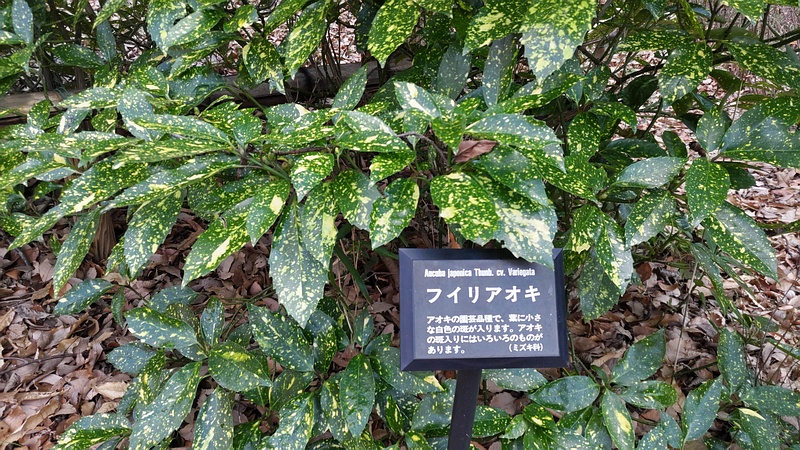 フイリアオキの名札 横浜市旭区今川町今川公園