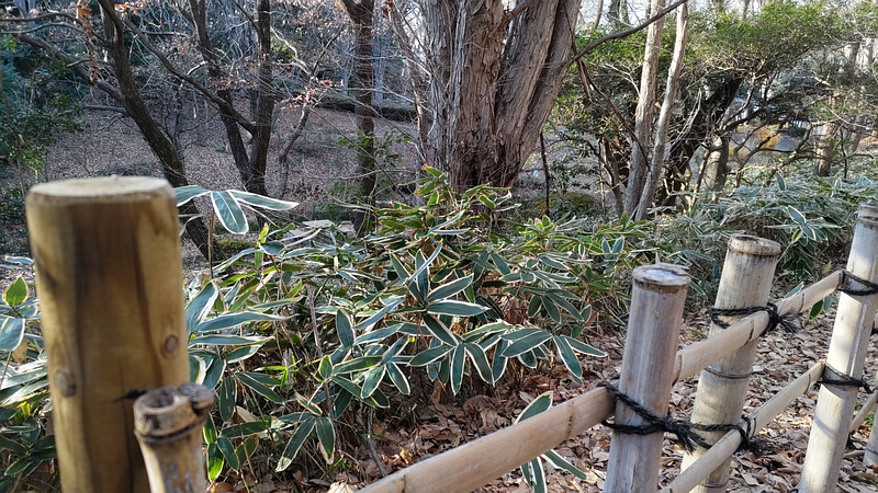 クマザサ 横浜市旭区今川町今川公園