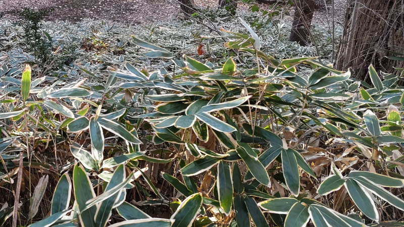 クマザサ 横浜市旭区今川町今川公園