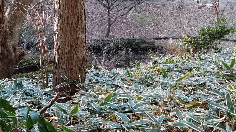 池 横浜市旭区今川町今川公園