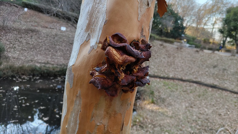 サルスベリのキクラゲ 横浜市旭区今川町今川公園