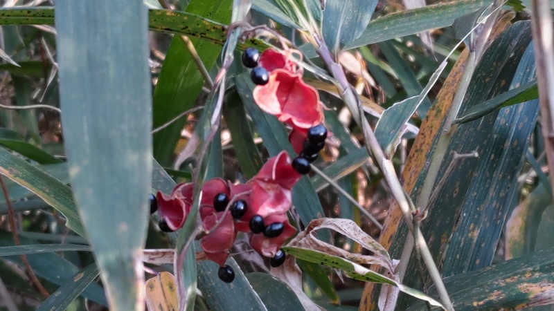 トキリマメ 横浜市旭区今川町今川公園