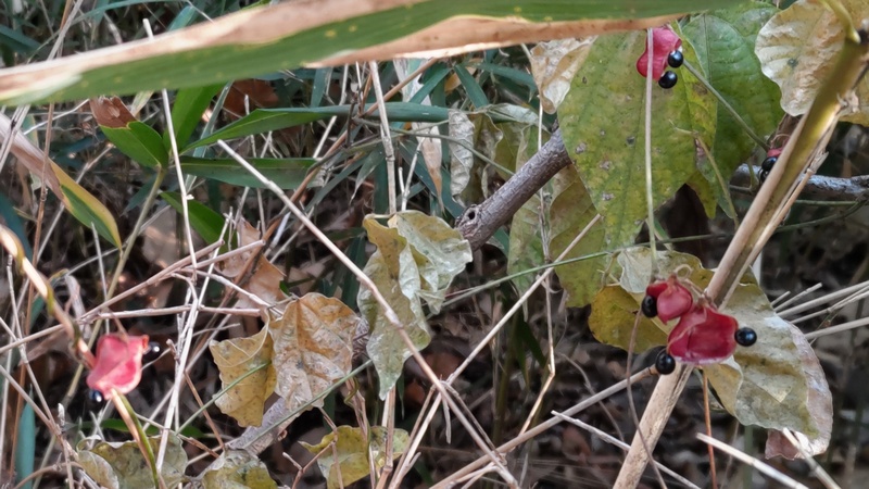 トキリマメ 横浜市旭区今川町今川公園
