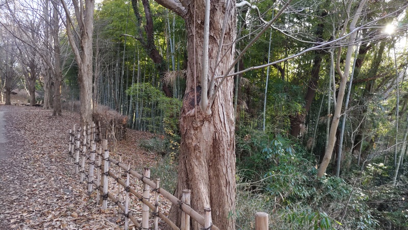 カツラの木と竹林 横浜市旭区今川町今川公園