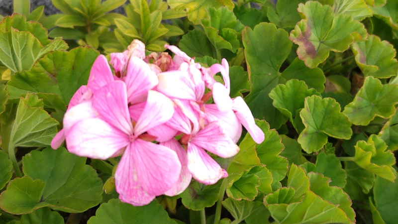 テンジクアオイの花 横浜市旭区中沢町