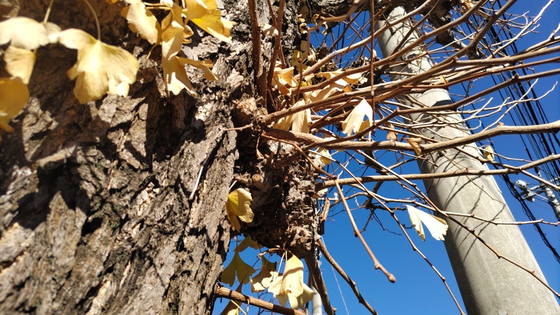 イチョウ 横浜市旭区今宿町