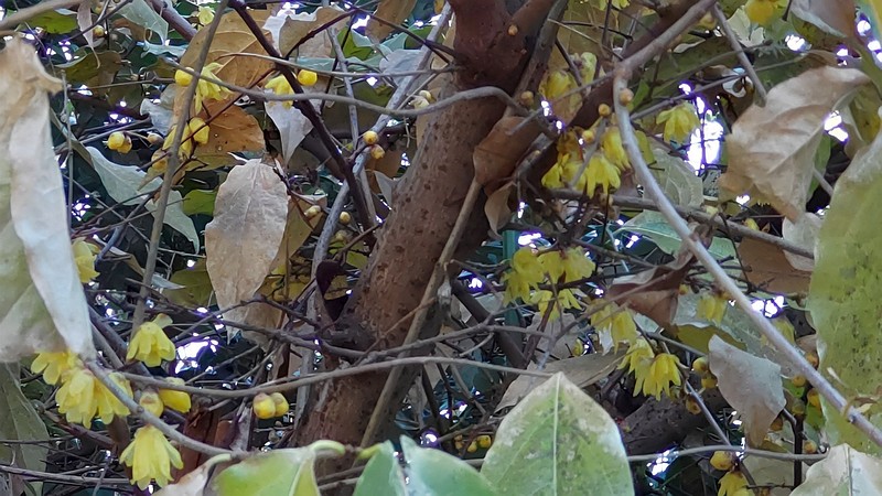 ロウバイの花と蕾 横浜市旭区今宿南町