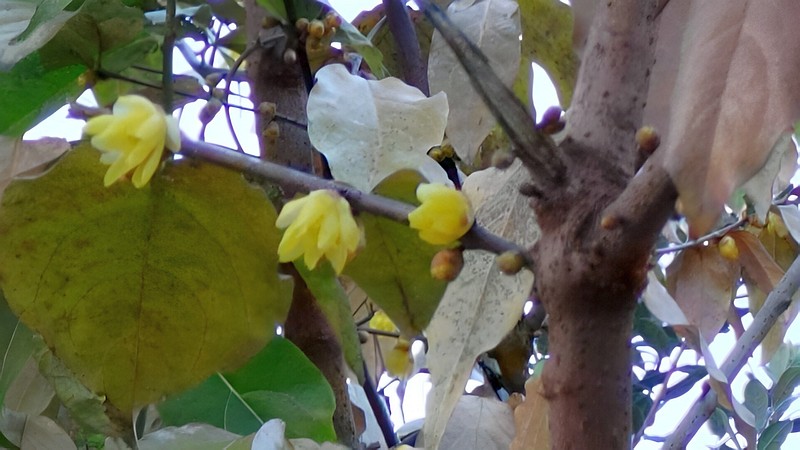 ロウバイの花と蕾 横浜市旭区今宿南町