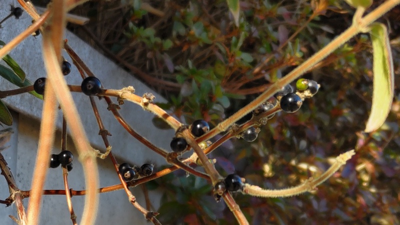 スイカズラの果実 横浜市旭区今宿南町