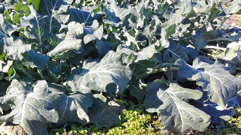 キャベツ畑 横浜市旭区今宿南町