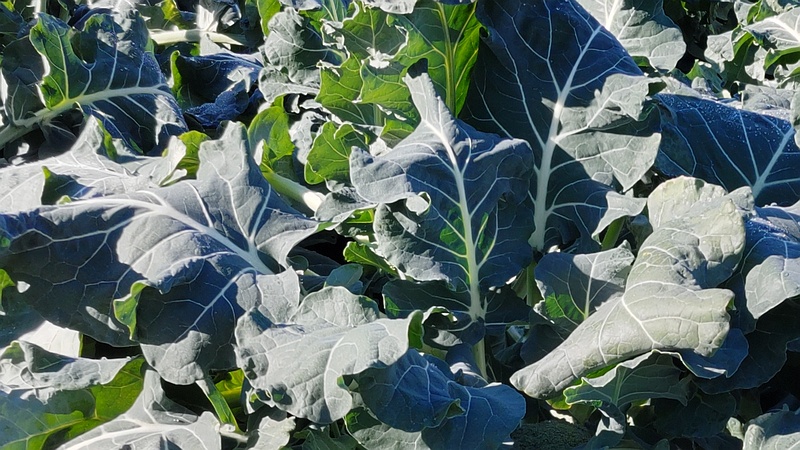 キャベツ畑 横浜市旭区今宿南町