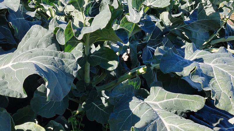 キャベツ畑 横浜市旭区今宿南町