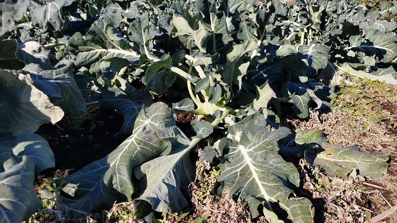 キャベツ畑 横浜市旭区今宿南町