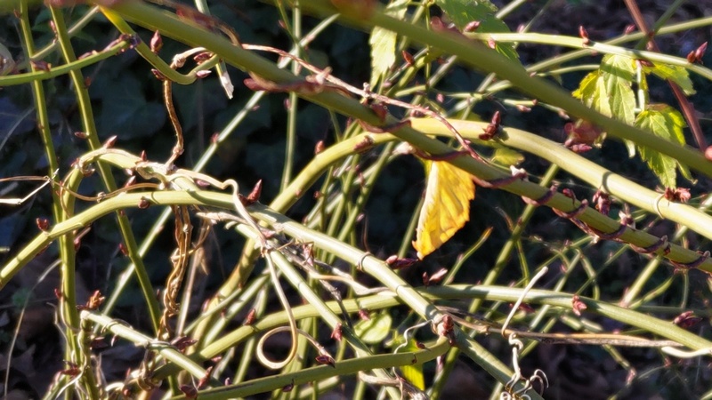 ヤマブキの芽 横浜市旭区今宿南町