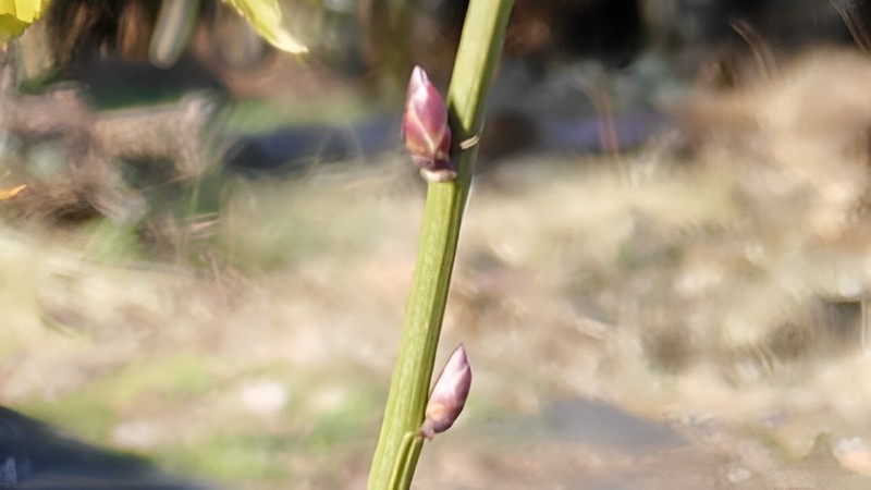 ヤマブキの芽 横浜市旭区今宿南町