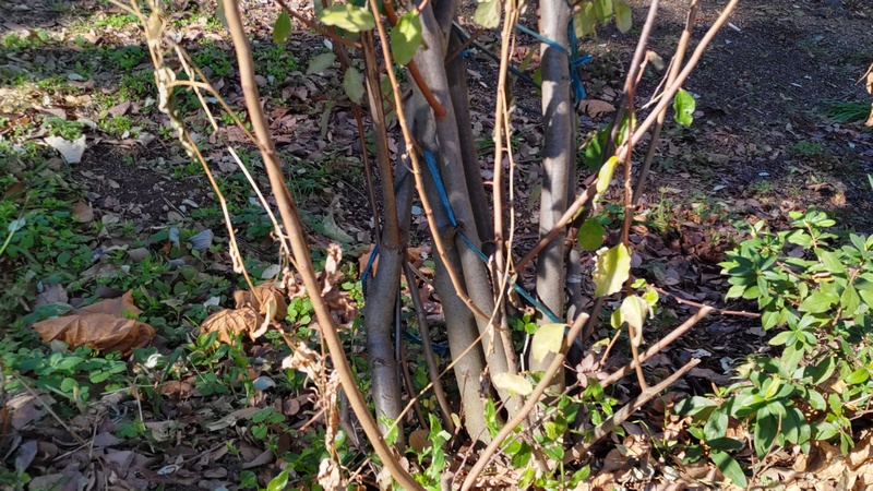 ユーカリ 横浜市旭区今宿南町