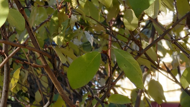 ユーカリ 横浜市旭区今宿南町