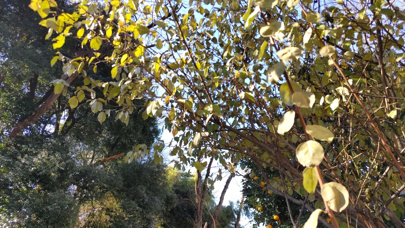 ユーカリ 横浜市旭区今宿南町