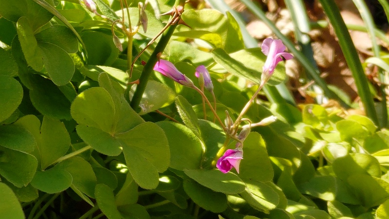 イモカタバミの花 横浜市旭区今宿南町