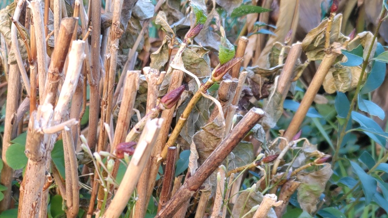 剪定されたアジサイの冬芽 横浜市旭区今宿南町