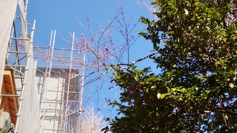 ムラサキシキブとヒサカキの木 横浜市旭区白根不動