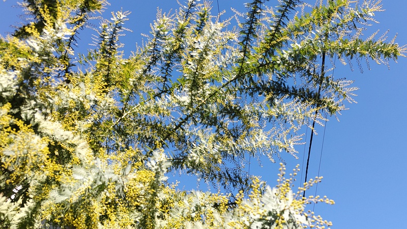 個人宅のギンヨウアカシア 横浜市旭区白根町