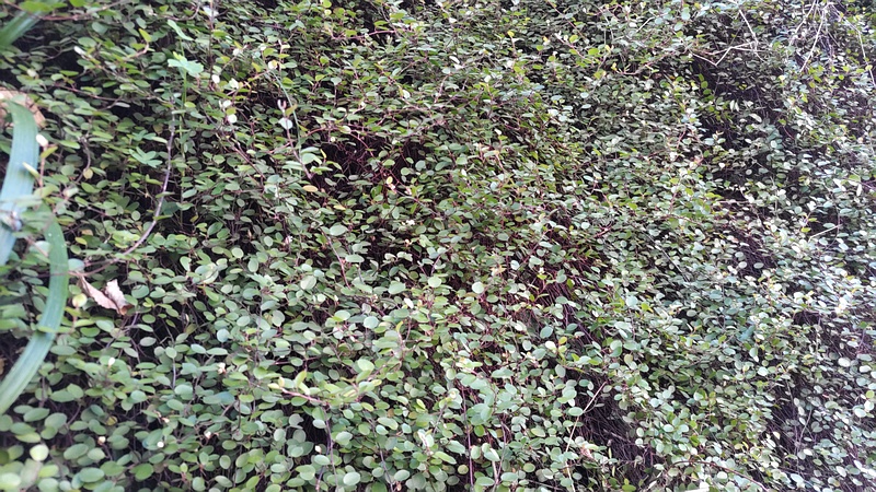 ワイヤープランツ 横浜市旭区鶴ヶ峰