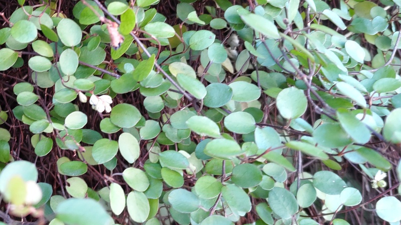 ワイヤープランツの花 横浜市旭区鶴ヶ峰