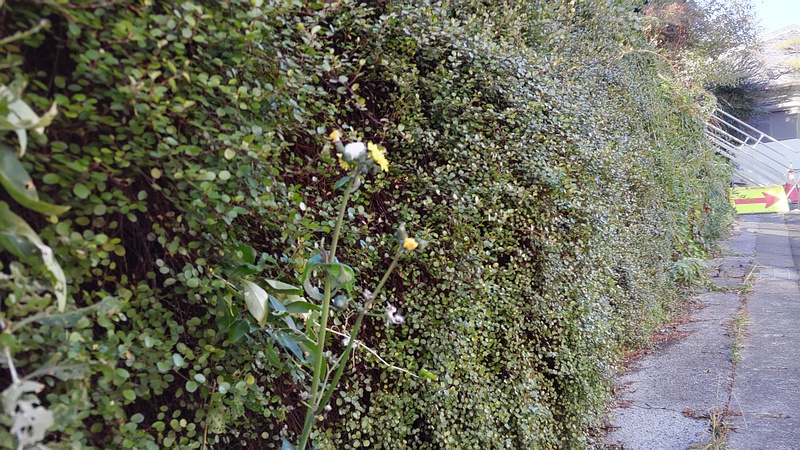 ワイヤープランツとノゲシの花 横浜市旭区鶴ヶ峰