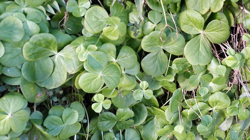 カタバミ 横浜市旭区鶴ヶ峰