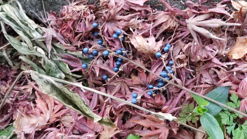 ヤブミョウガの果実 横浜市旭区帷子川親水緑道