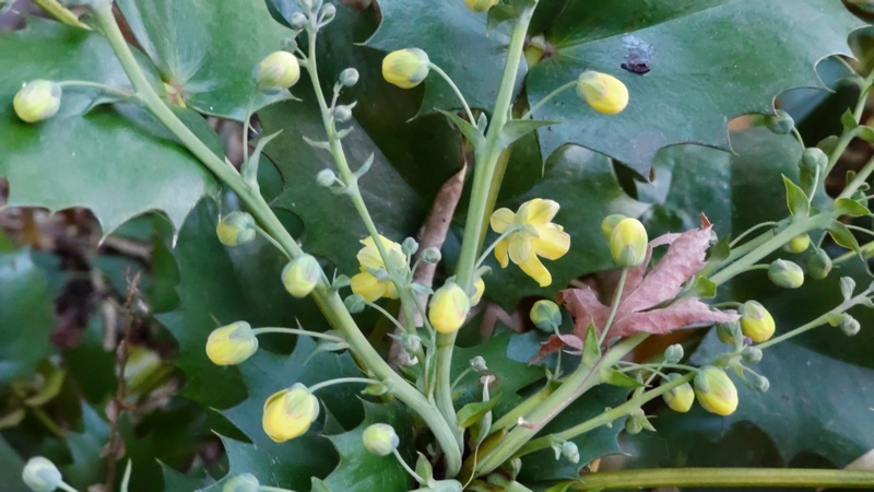 ヒイラギナンテンの花 横浜市旭区帷子川親水緑道