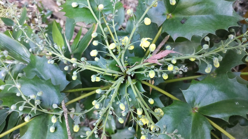 ヒイラギナンテンの花 横浜市旭区帷子川親水緑道