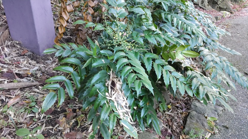 ヒイラギナンテンの花 横浜市旭区帷子川親水緑道