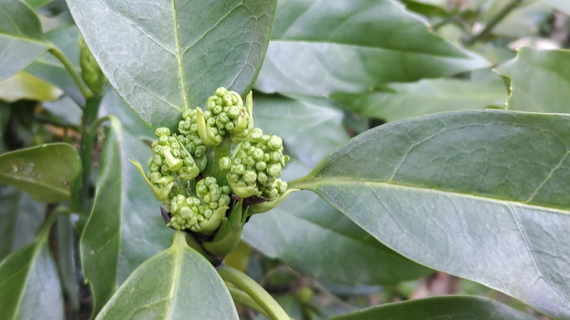 アオキの雄木の蕾 横浜市旭区帷子川親水緑道