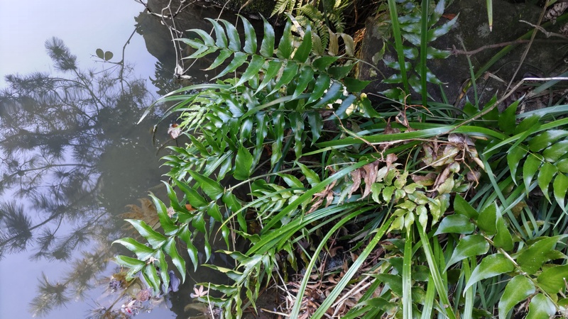 オニヤブソテツ 横浜市旭区帷子川親水緑道