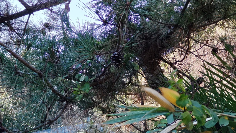 クロマツの松ぼっくり 横浜市旭区帷子川親水緑道