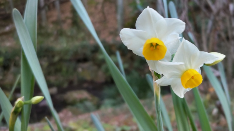 スイセンの花 横浜市旭区帷子川親水緑道