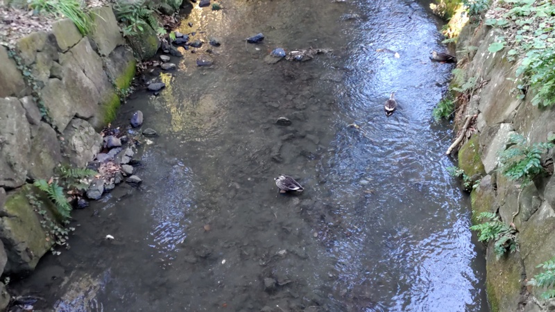 カルガモ 横浜市旭区帷子川親水緑道