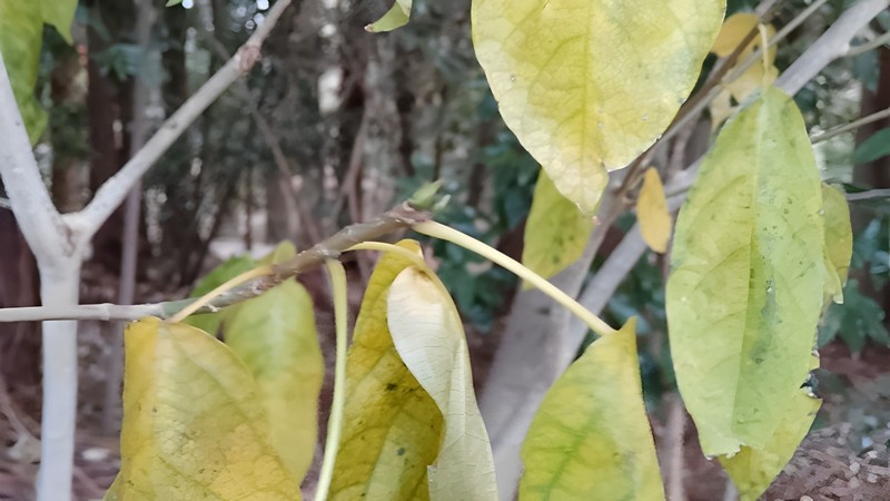 イヌビワの芽 横浜市瀬谷区長屋門公園